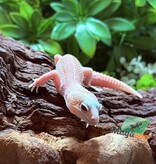 Magazoo Gecko léopard Universe femelle 29/07/25