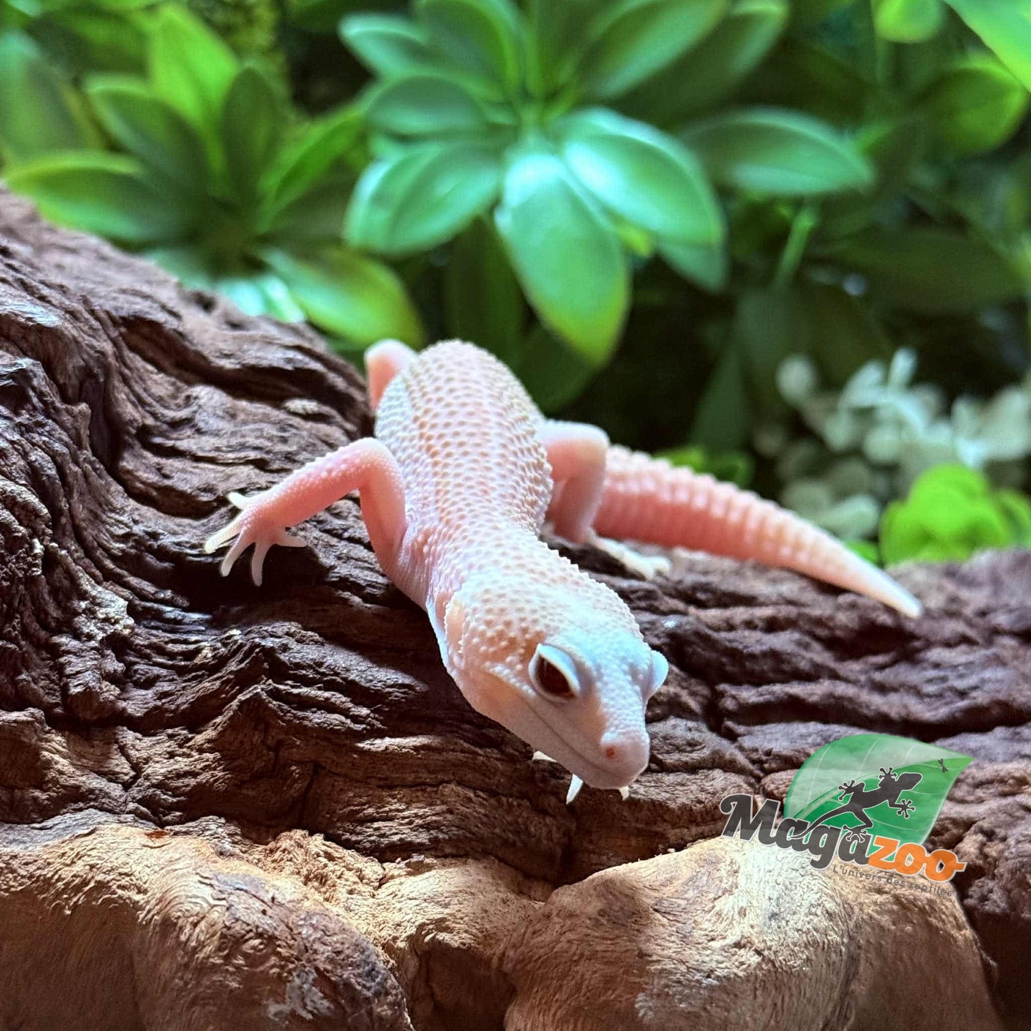 Magazoo Gecko léopard Universe femelle 29/07/25