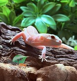 Magazoo Universe female Leopard Gecko 07/29/25