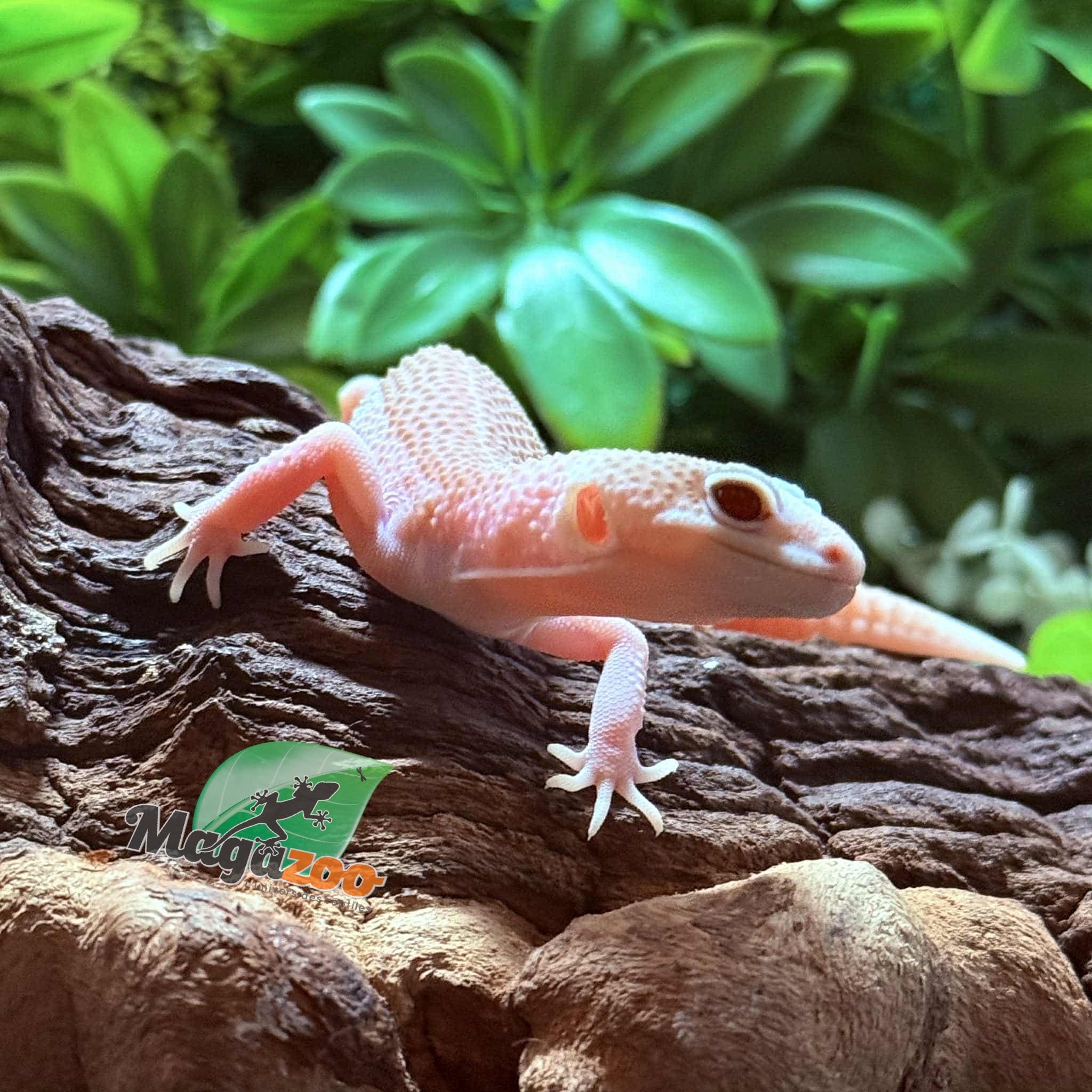 Magazoo Universe female Leopard Gecko 07/29/25