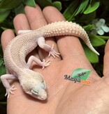 Magazoo Gecko léopard Universe femelle 29/07/25