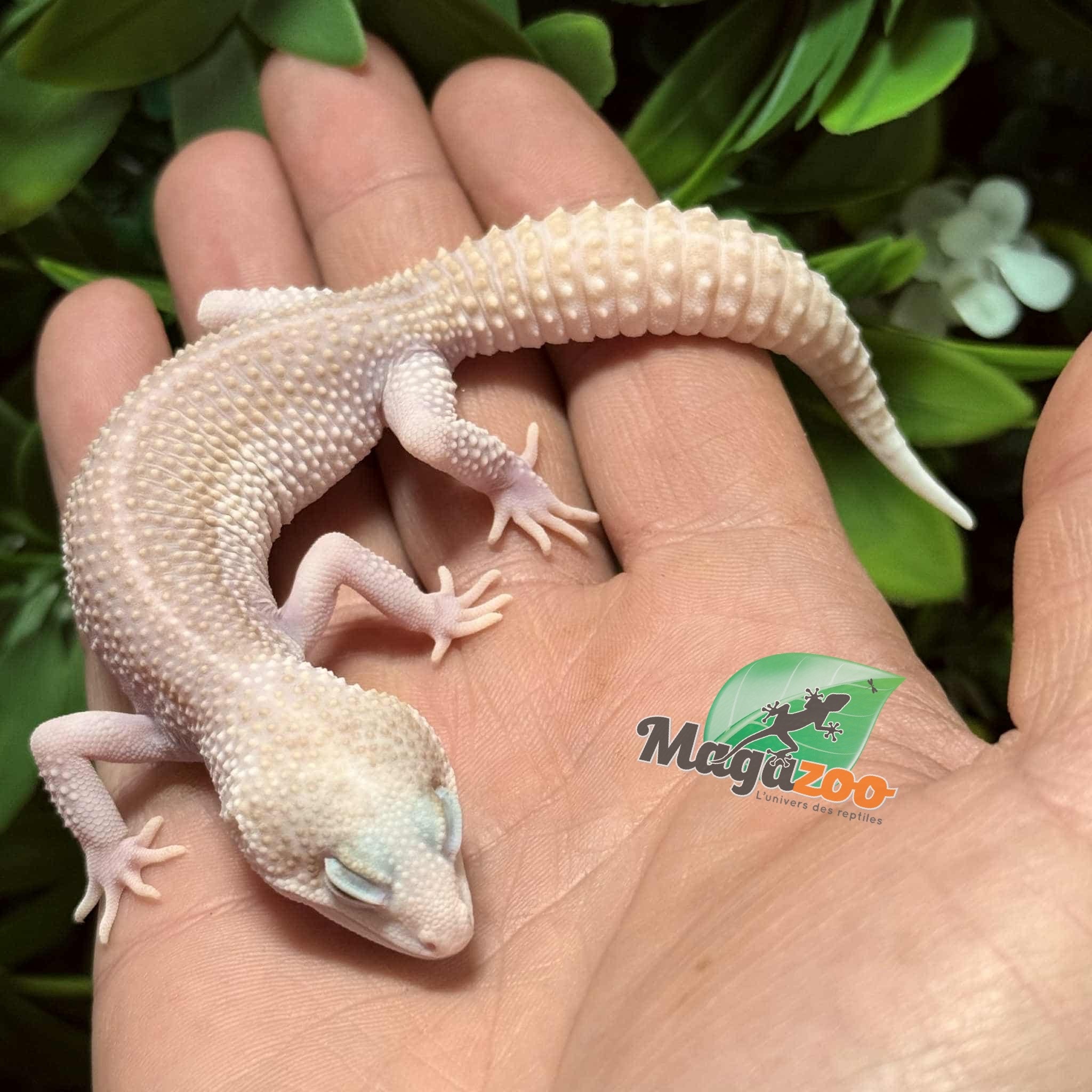 Magazoo Universe female Leopard Gecko 07/29/25