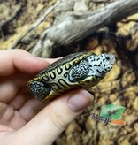 Magazoo Tortue à Dos Diamanté Bébé (tête blanche avec ligne ) Élevé et né en captivité 2025