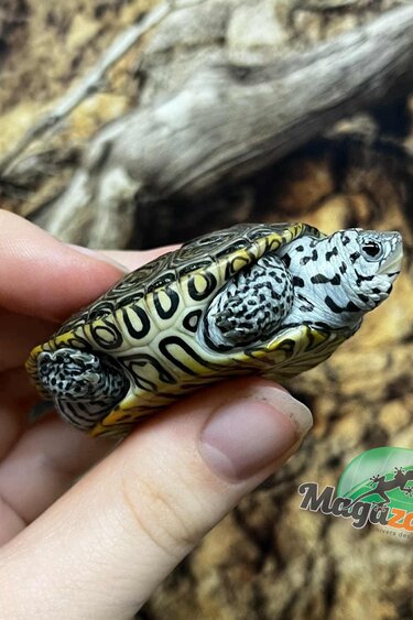 Magazoo Tortue à Dos Diamanté Bébé (tête blanche avec ligne ) Élevé et né en captivité 2025