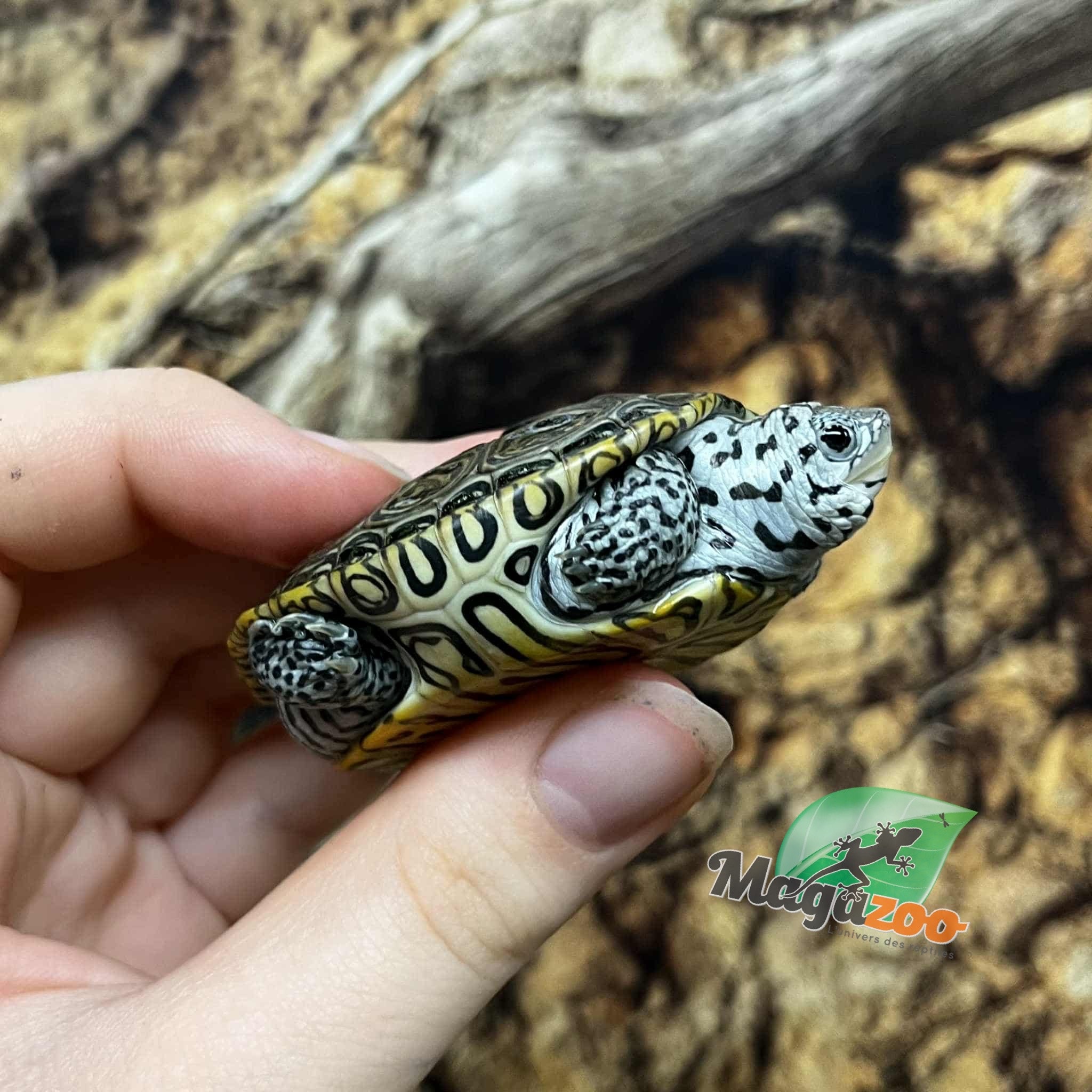 Magazoo Baby  Northern Diamond back turtle (white head with stripe) Raised and born in captivity 2025