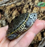 Magazoo Baby  Northern Diamond back turtle (white head with stripe) Raised and born in captivity 2025