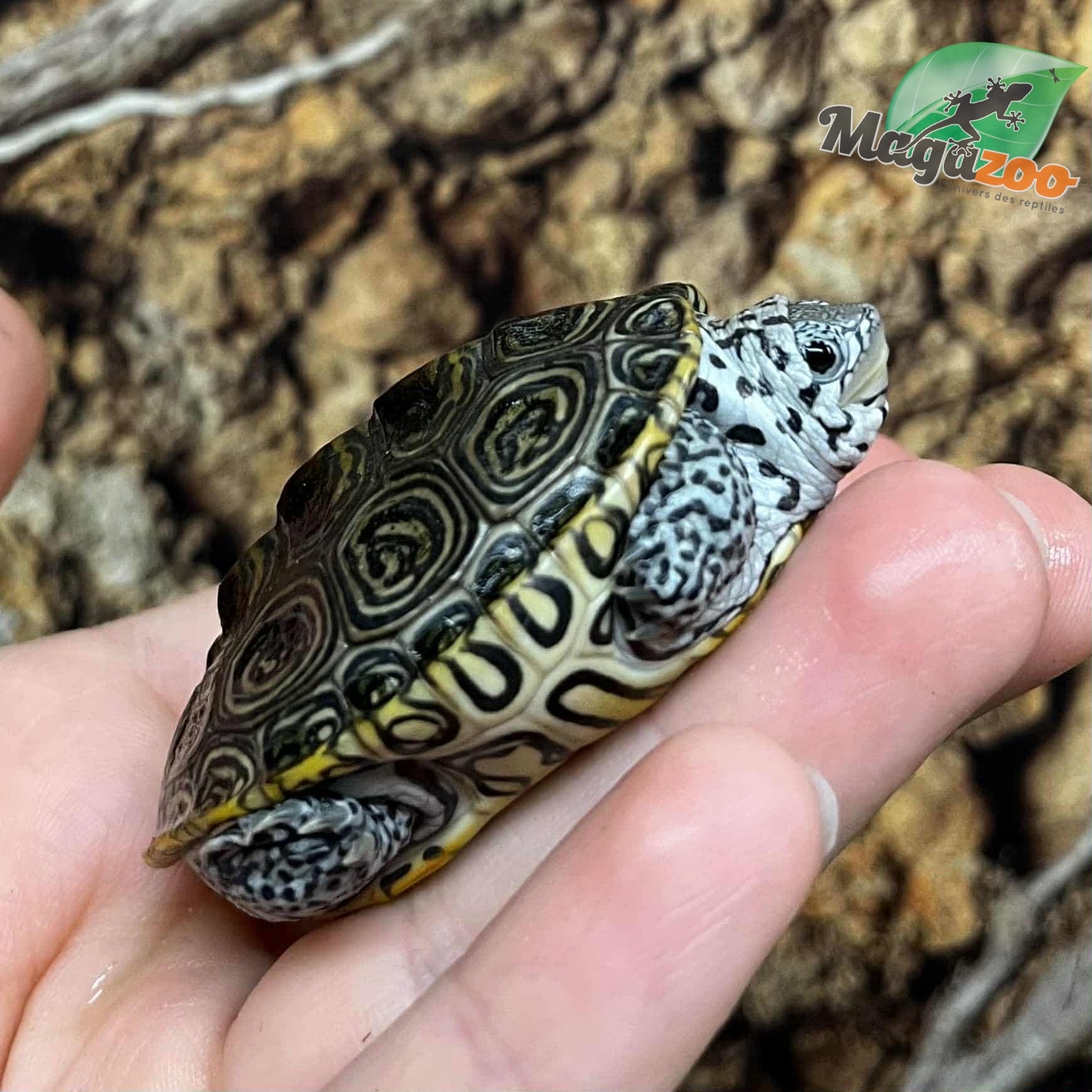 Magazoo Baby  Northern Diamond back turtle (white head with stripe) Raised and born in captivity 2025