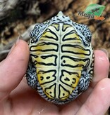 Magazoo Baby  Northern Diamond back turtle (white head with stripe) Raised and born in captivity 2025