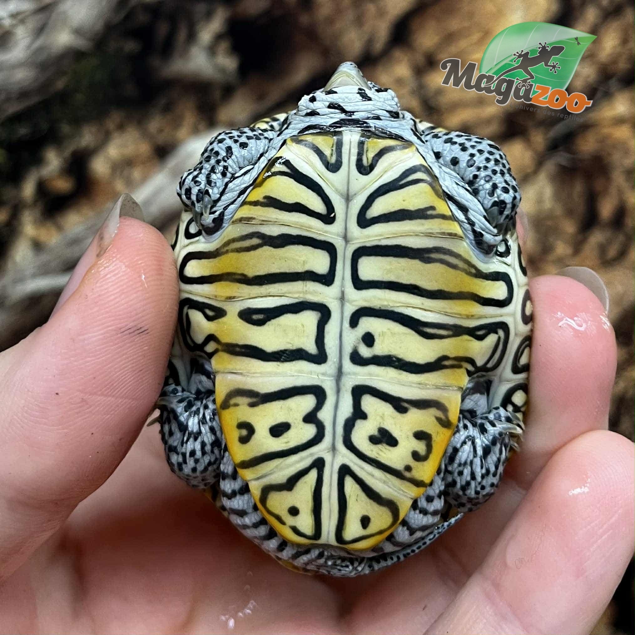 Magazoo Baby  Northern Diamond back turtle (white head with stripe) Raised and born in captivity 2025