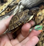 Magazoo Baby Three toe box turtle raised and born in captivity in 2025