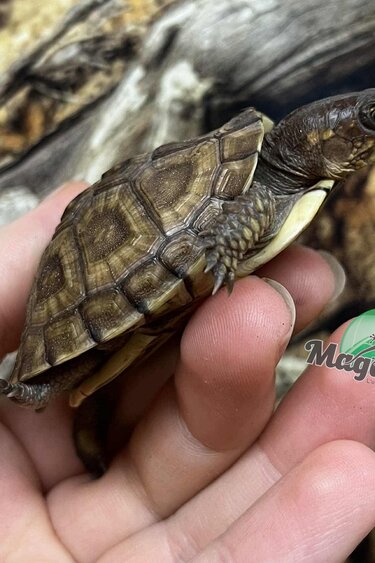 Magazoo Tortue boîte à trois doigts Bébé Élevé et né en captivité 2025