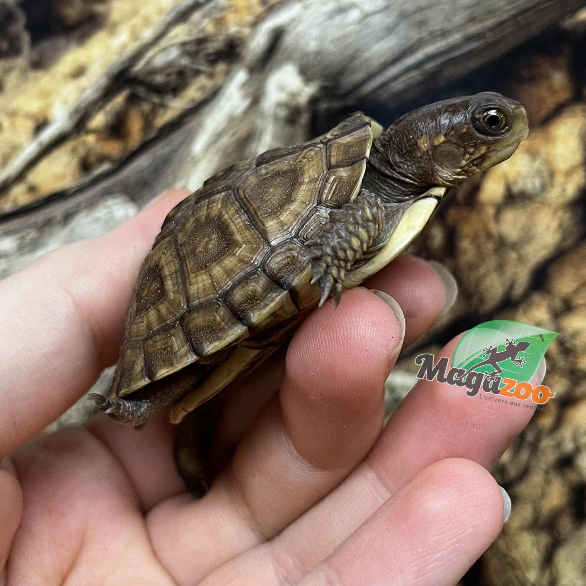 Magazoo Tortue boîte à trois doigts Bébé Élevé et né en captivité 2025
