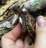 Magazoo Baby Three toe box turtle raised and born in captivity in 2025