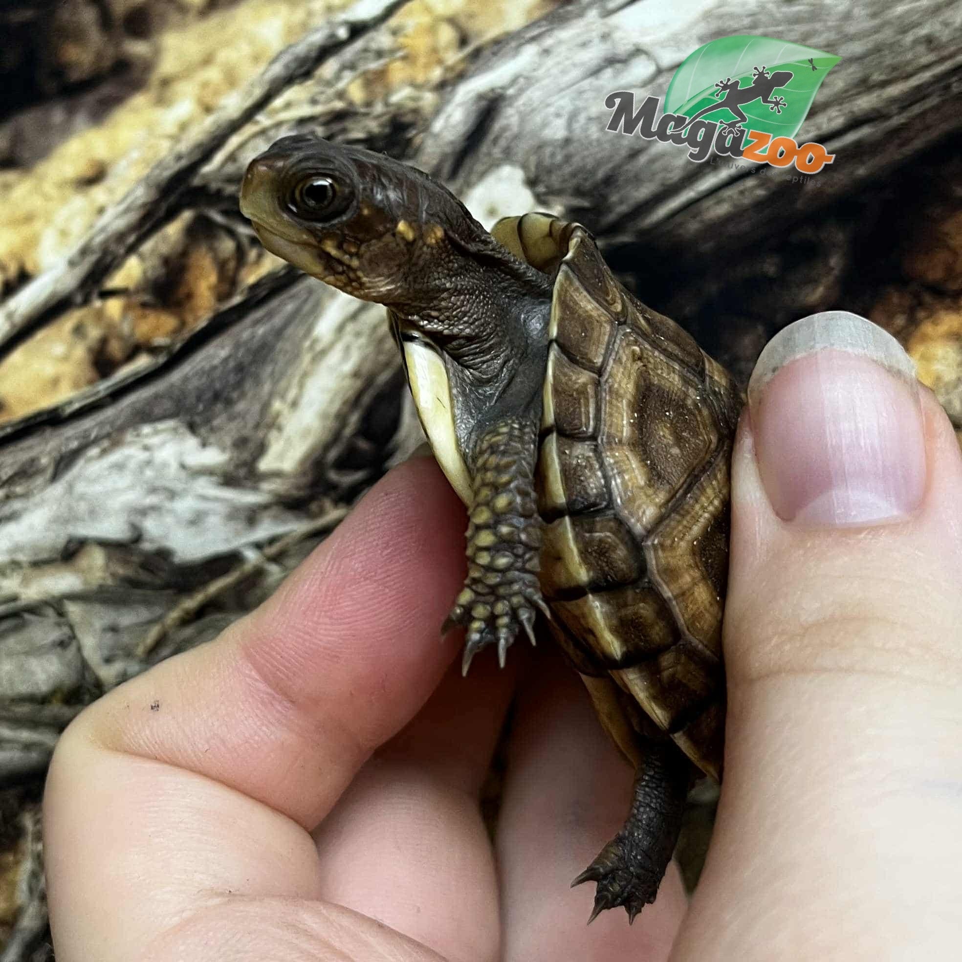 Magazoo Tortue boîte à trois doigts Bébé Élevé et né en captivité 2025