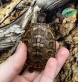 Magazoo Tortue boîte à trois doigts Bébé Élevé et né en captivité 2025