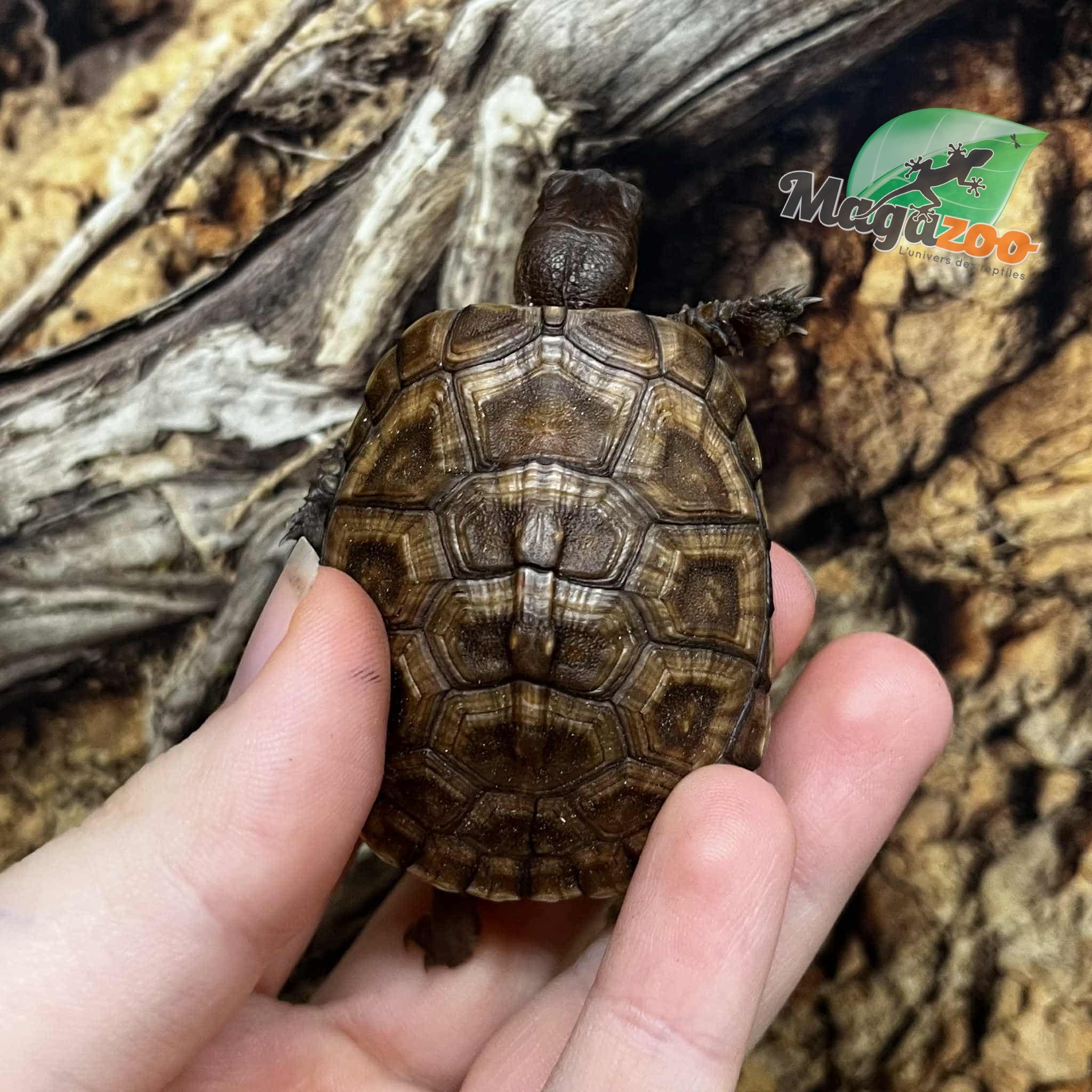 Magazoo Baby Three toe box turtle raised and born in captivity in 2025