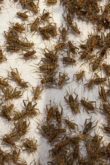 Magazoo Grillon à bande 1/2" (Gryllodes sigillatus)