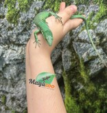 Magazoo Lézard vert arboricole (Gastropholis prasina) Femelle (2024)