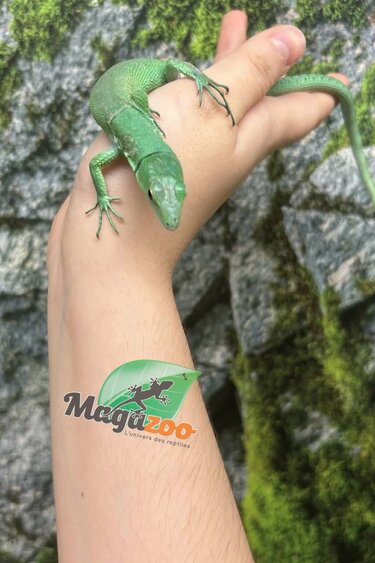 Magazoo Lézard vert arboricole (Gastropholis prasina) Femelle (2024)