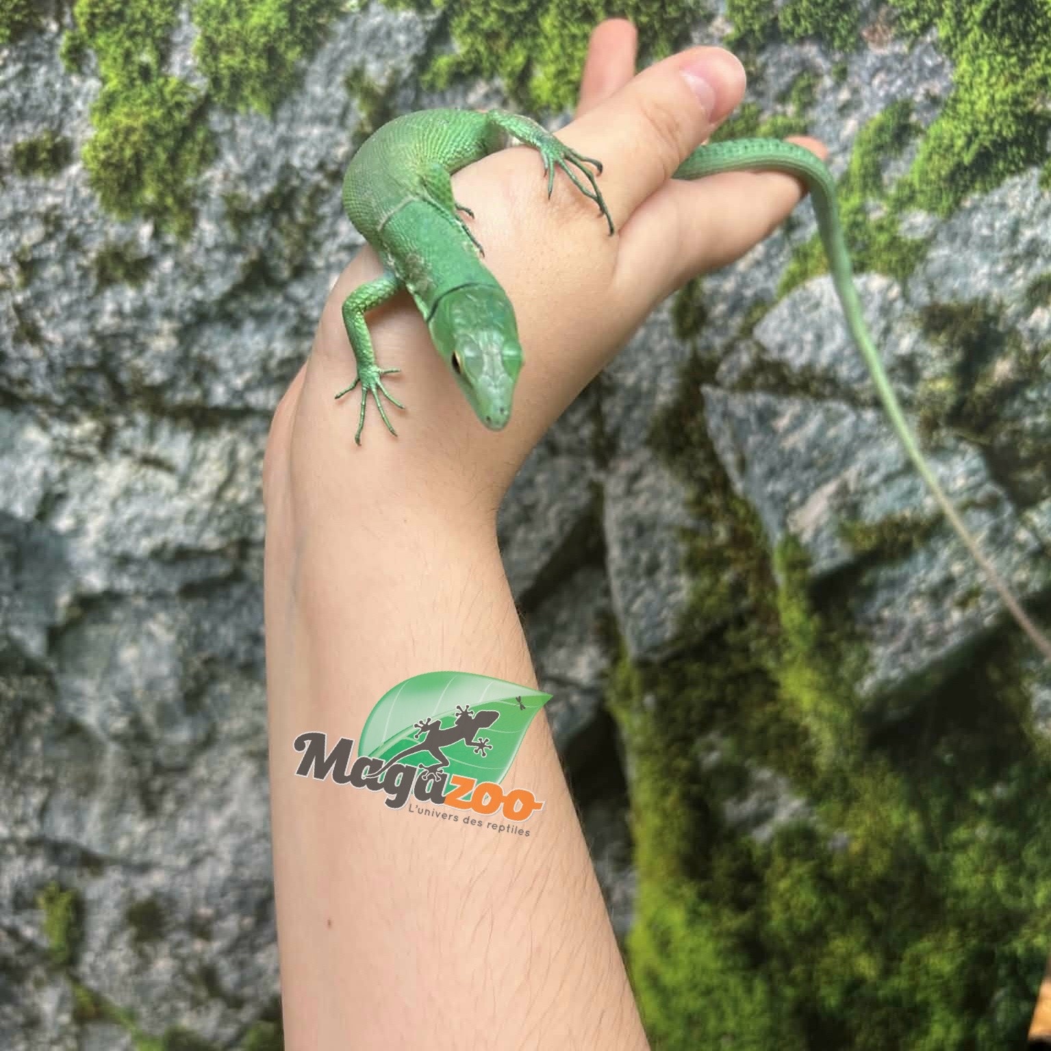 Magazoo Female Green keel-bellied lizard (Gastropholis prasina) (2024)