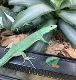 Magazoo Female Green keel-bellied lizard (Gastropholis prasina) (2024)