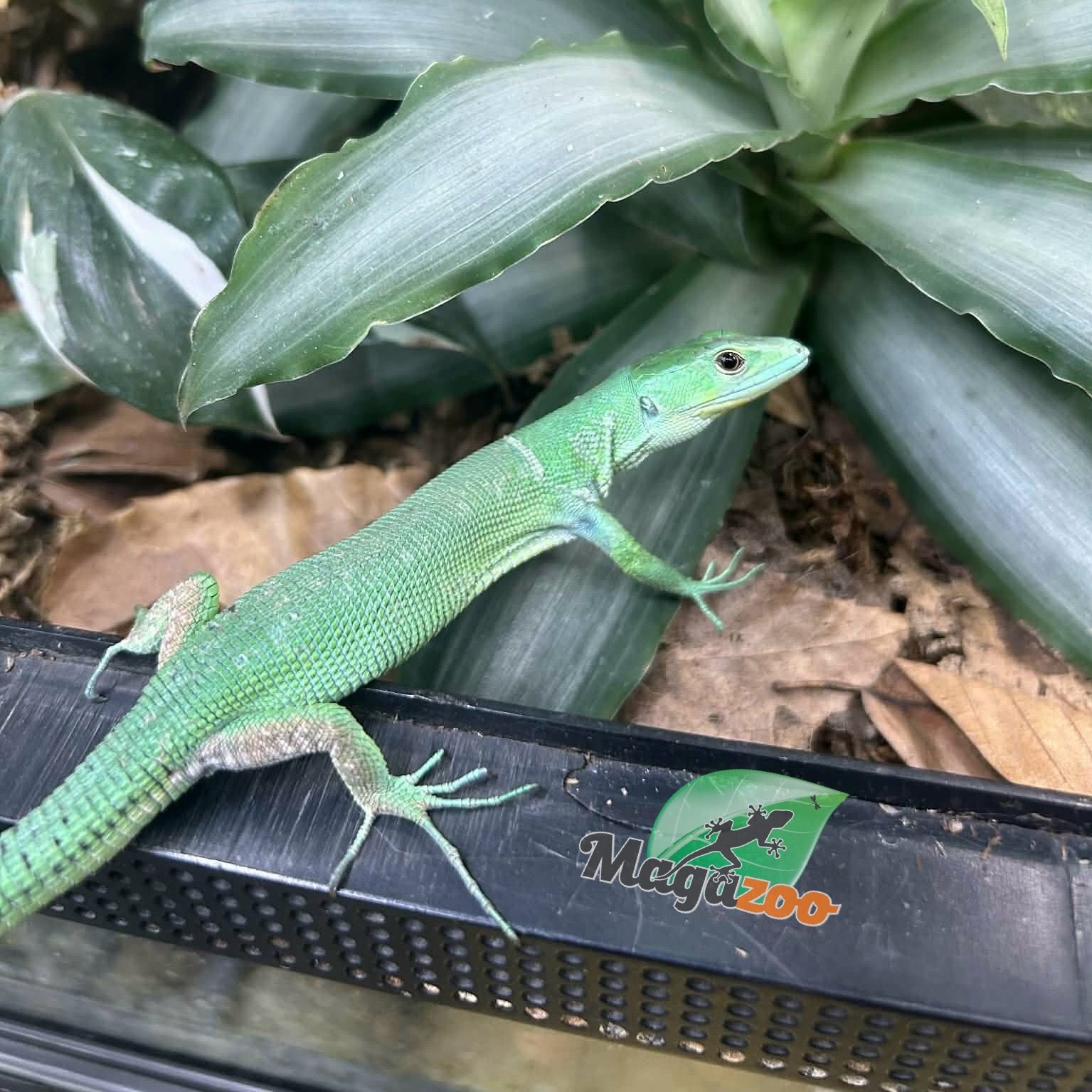 Magazoo Lézard vert arboricole (Gastropholis prasina) Femelle (2024)