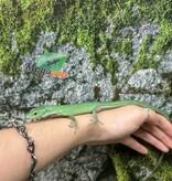 Magazoo Female Green keel-bellied lizard (Gastropholis prasina) (2024)