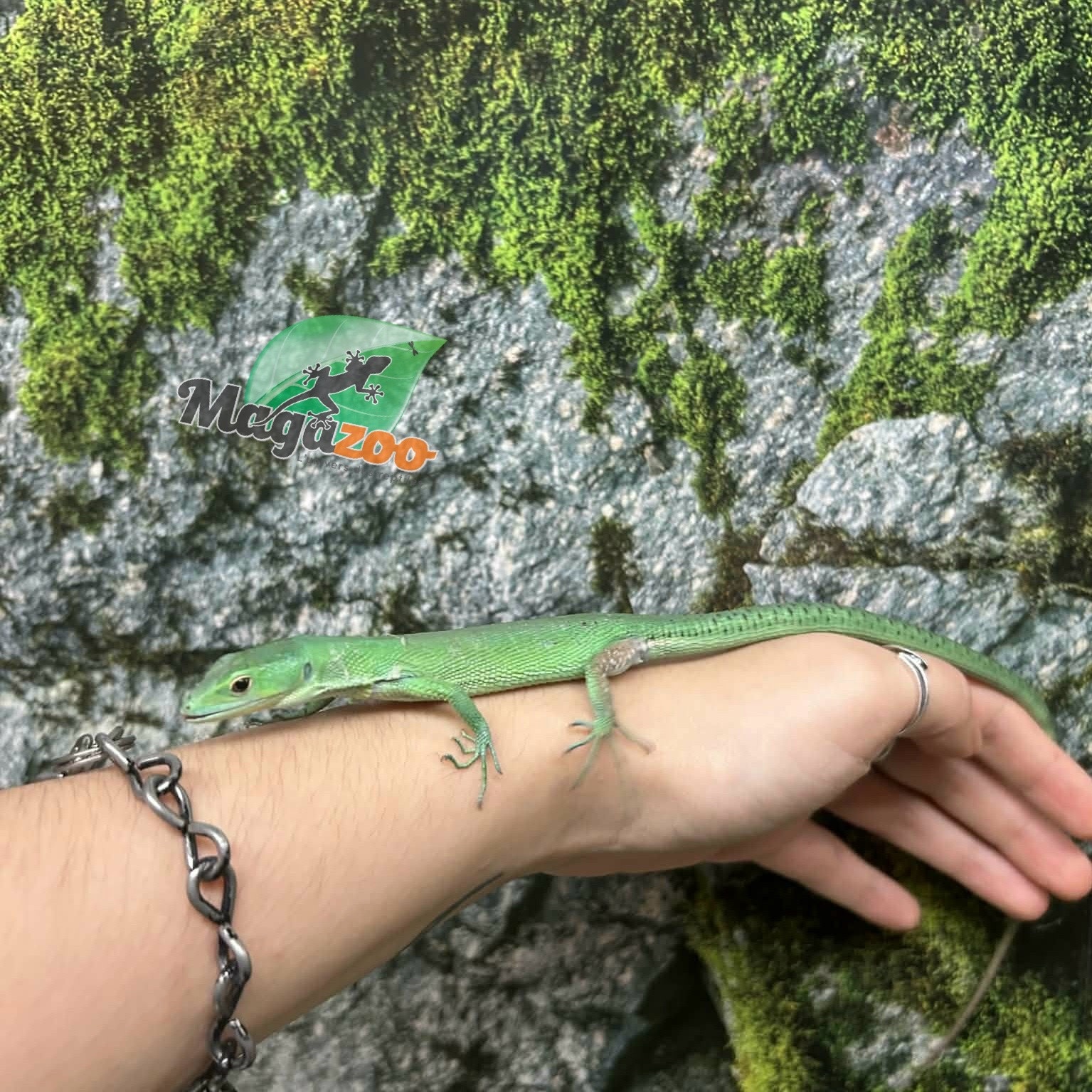 Magazoo Female Green keel-bellied lizard (Gastropholis prasina) (2024)