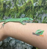 Magazoo Female Green keel-bellied lizard (Gastropholis prasina) (2024)