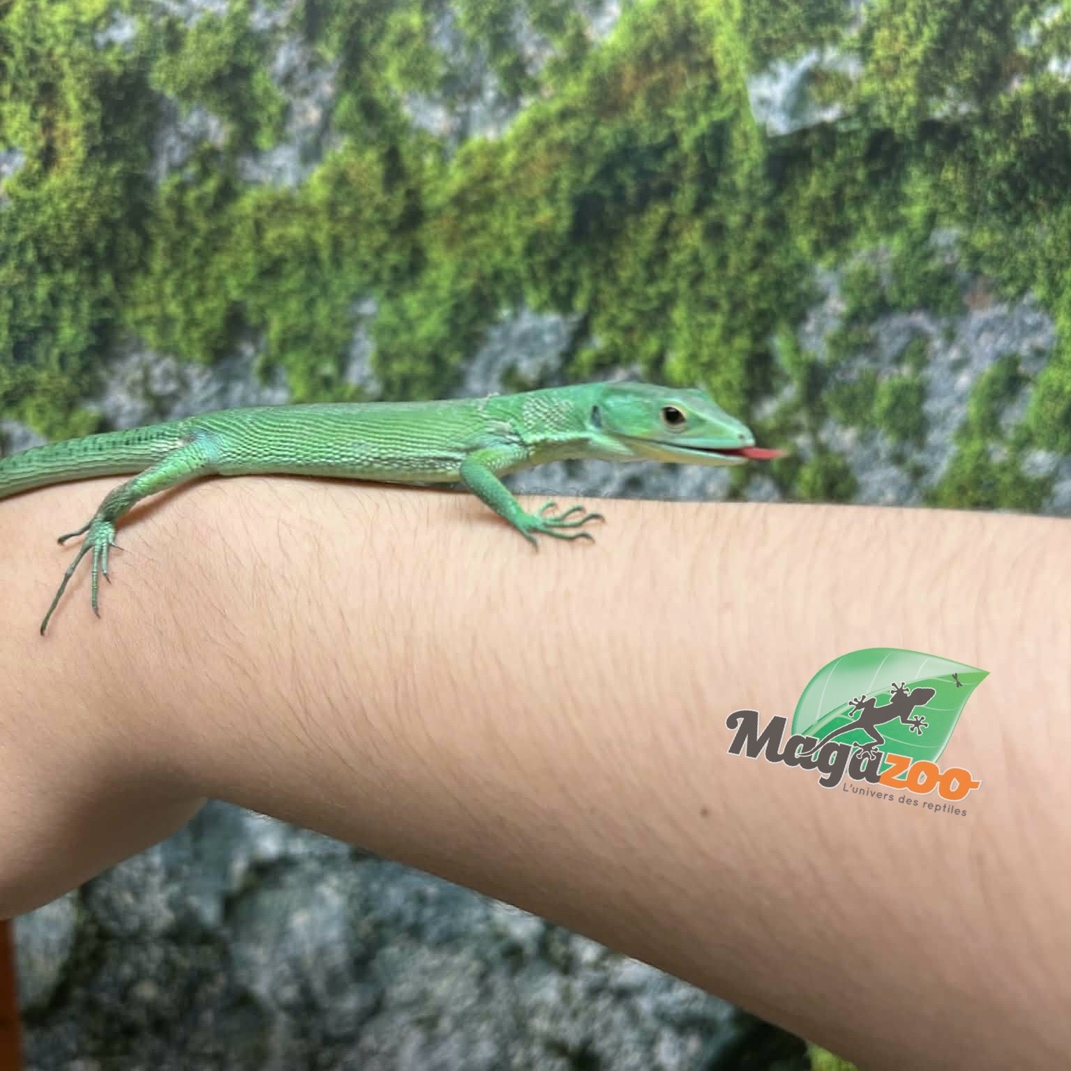 Magazoo Female Green keel-bellied lizard (Gastropholis prasina) (2024)