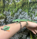 Magazoo Female Green keel-bellied lizard (Gastropholis prasina) (2024)