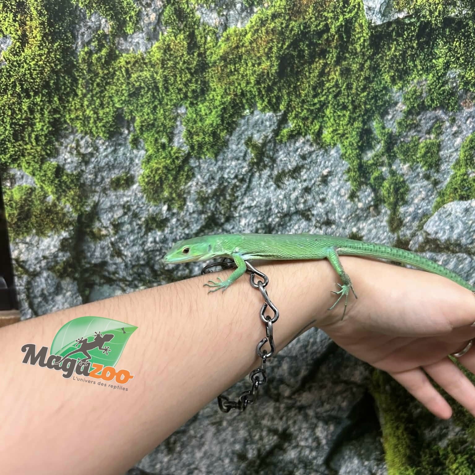 Magazoo Lézard vert arboricole (Gastropholis prasina) Femelle (2024)