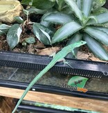 Magazoo Lézard vert arboricole (Gastropholis prasina) Femelle (2024)