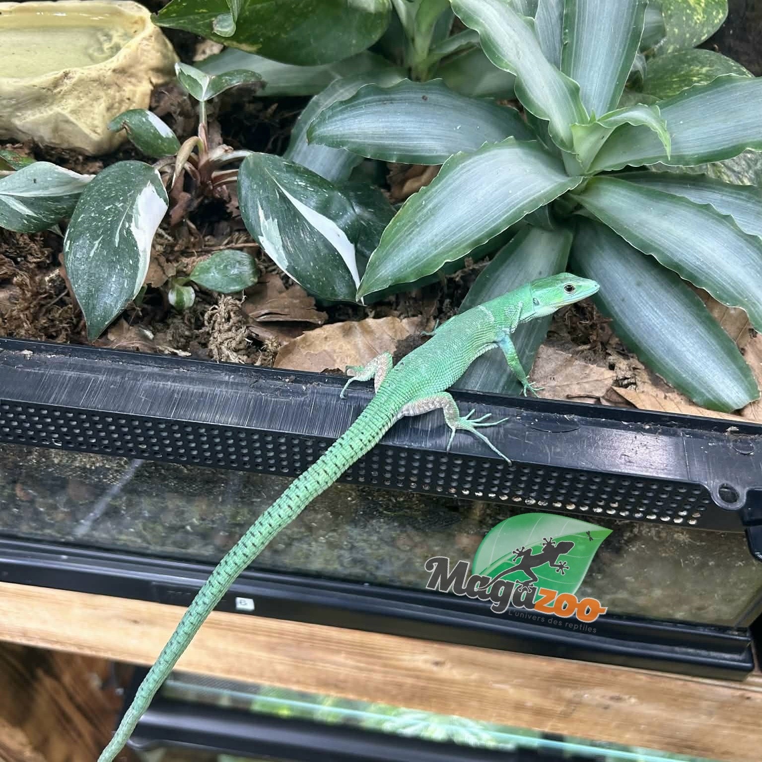 Magazoo Female Green keel-bellied lizard (Gastropholis prasina) (2024)