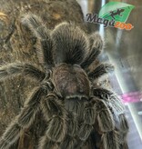 Magazoo Mygale rosée du Chili Femelle (4.5'') Vendu avec Terrarium 12*12*12 ExoTerra / Grammostola porteri