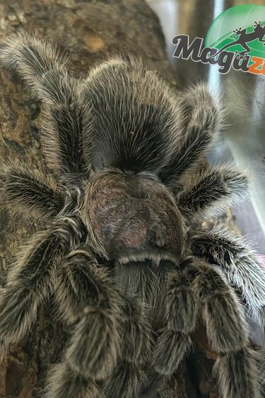 Magazoo Mygale rosée du Chili Femelle (4.5'') Vendu avec Terrarium 12*12*12 ExoTerra / Grammostola porteri