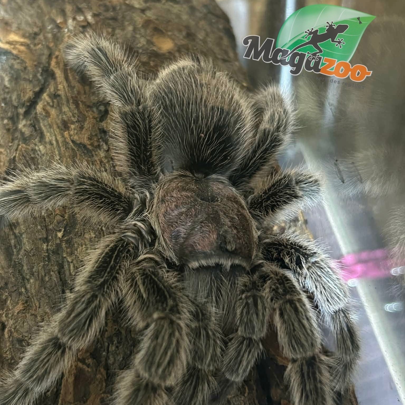 Magazoo Mygale rosée du Chili Femelle (4.5'') Vendu avec Terrarium 12*12*12 ExoTerra / Grammostola porteri