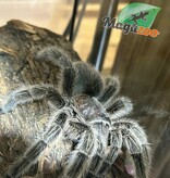 Magazoo Mygale rosée du Chili Femelle (4.5'') Vendu avec Terrarium 12*12*12 ExoTerra / Grammostola porteri