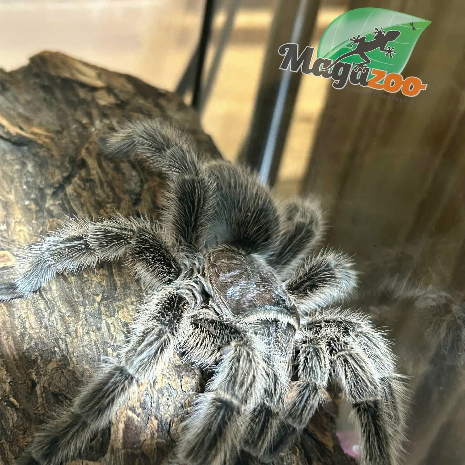 Magazoo Mygale rosée du Chili Femelle (4.5'') Vendu avec Terrarium 12*12*12 ExoTerra / Grammostola porteri