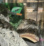 Magazoo Mygale rosée du Chili Femelle (4.5'') Vendu avec Terrarium 12*12*12 ExoTerra / Grammostola porteri