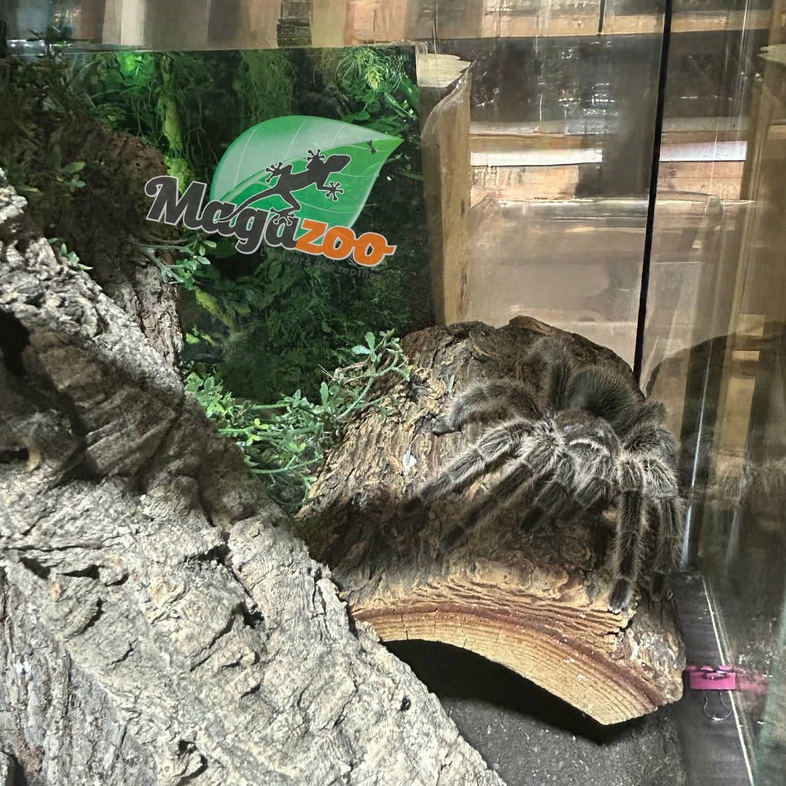 Magazoo Female Chilean Rose Tarantula (4.5") Sold with 12x12x12 ExoTerra Terrarium / Grammostola porteri