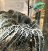 Magazoo Female Chilean Rose Tarantula (4.5") Sold with 12x12x12 ExoTerra Terrarium / Grammostola porteri