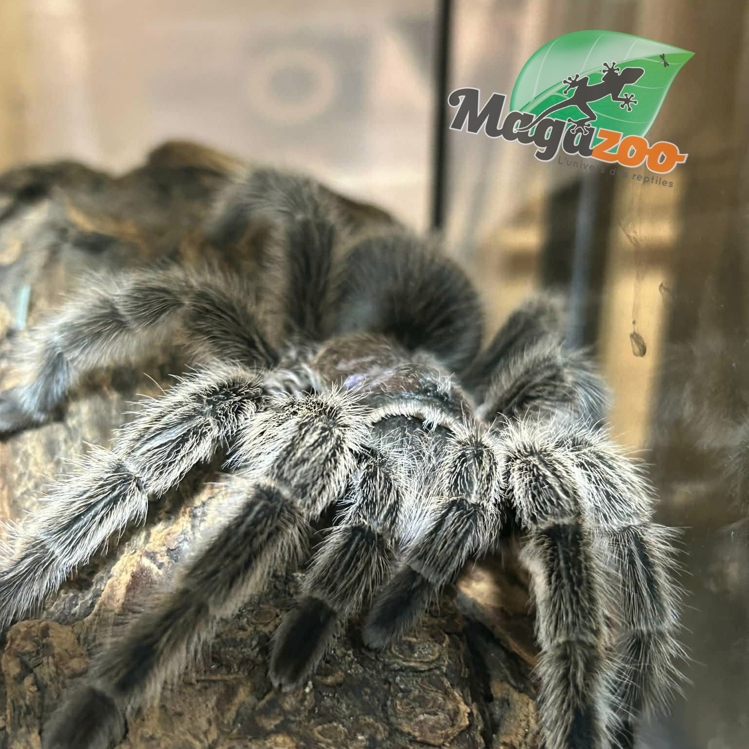 Magazoo Mygale rosée du Chili Femelle (4.5'') Vendu avec Terrarium 12*12*12 ExoTerra / Grammostola porteri