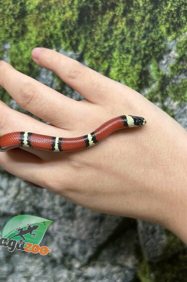 Magazoo Nelson milk snake #2