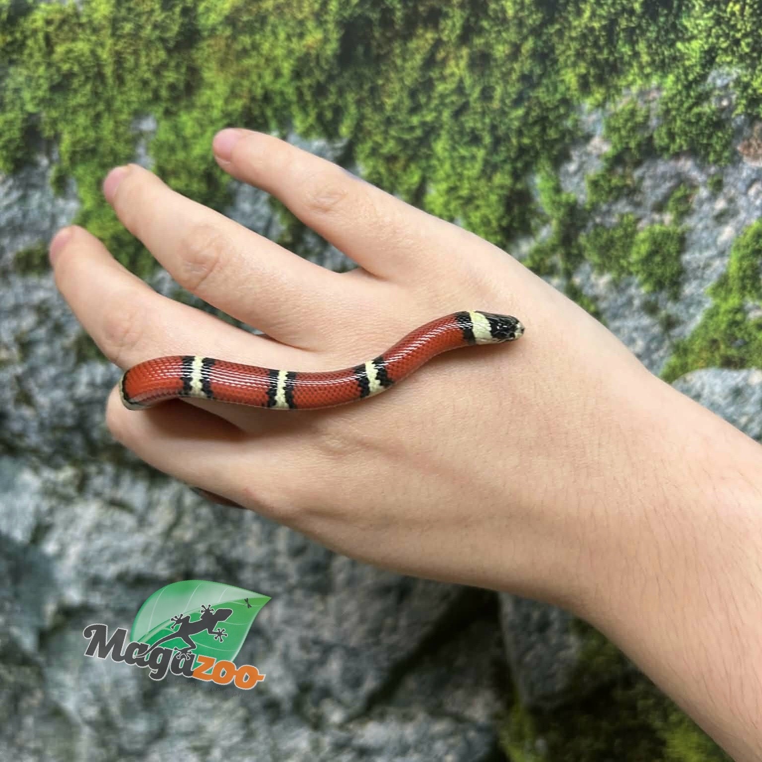 Magazoo Serpent laitier Nelson #2