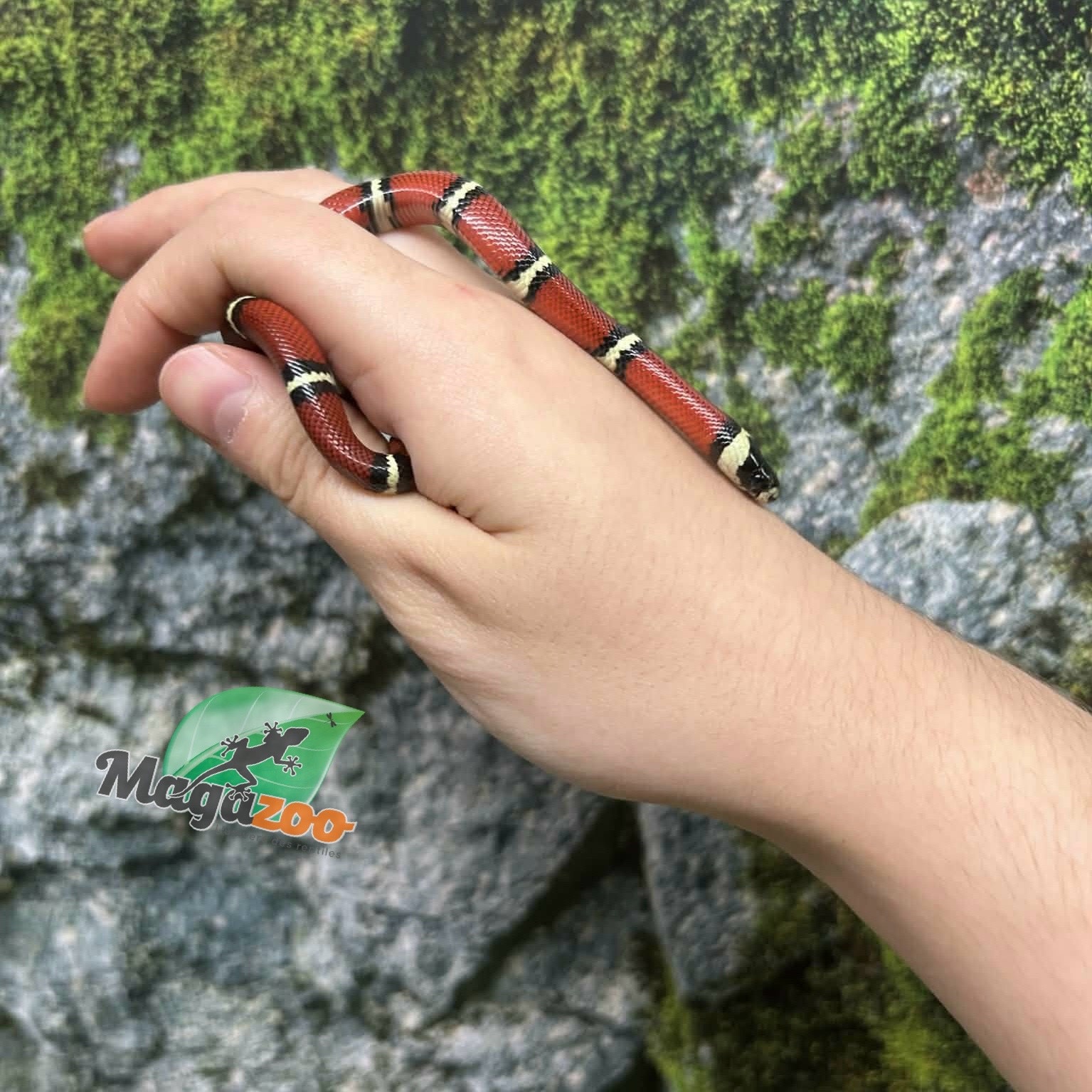 Magazoo Serpent laitier Nelson #2