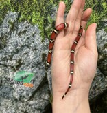 Magazoo Nelson milk snake #2