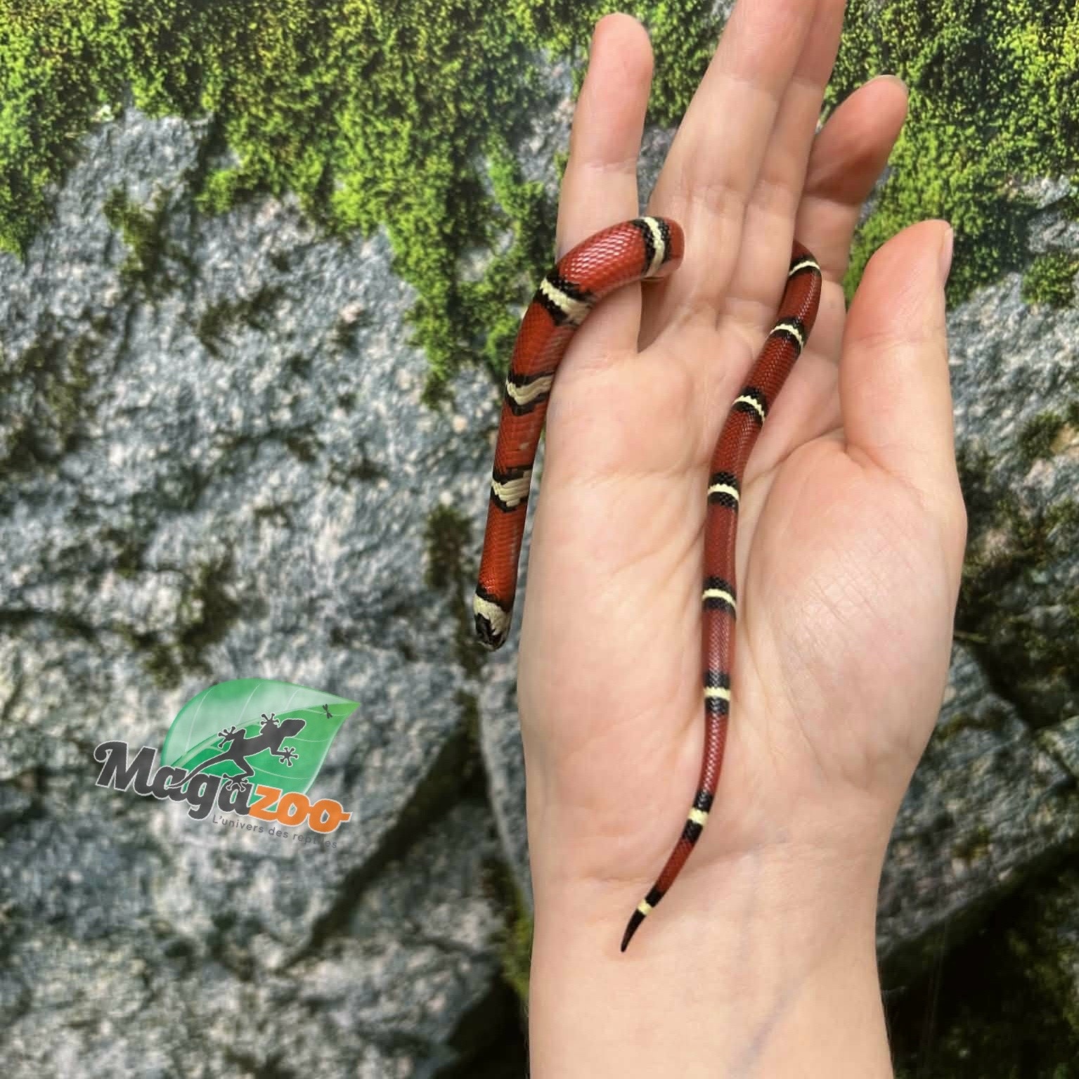 Magazoo Serpent laitier Nelson #2