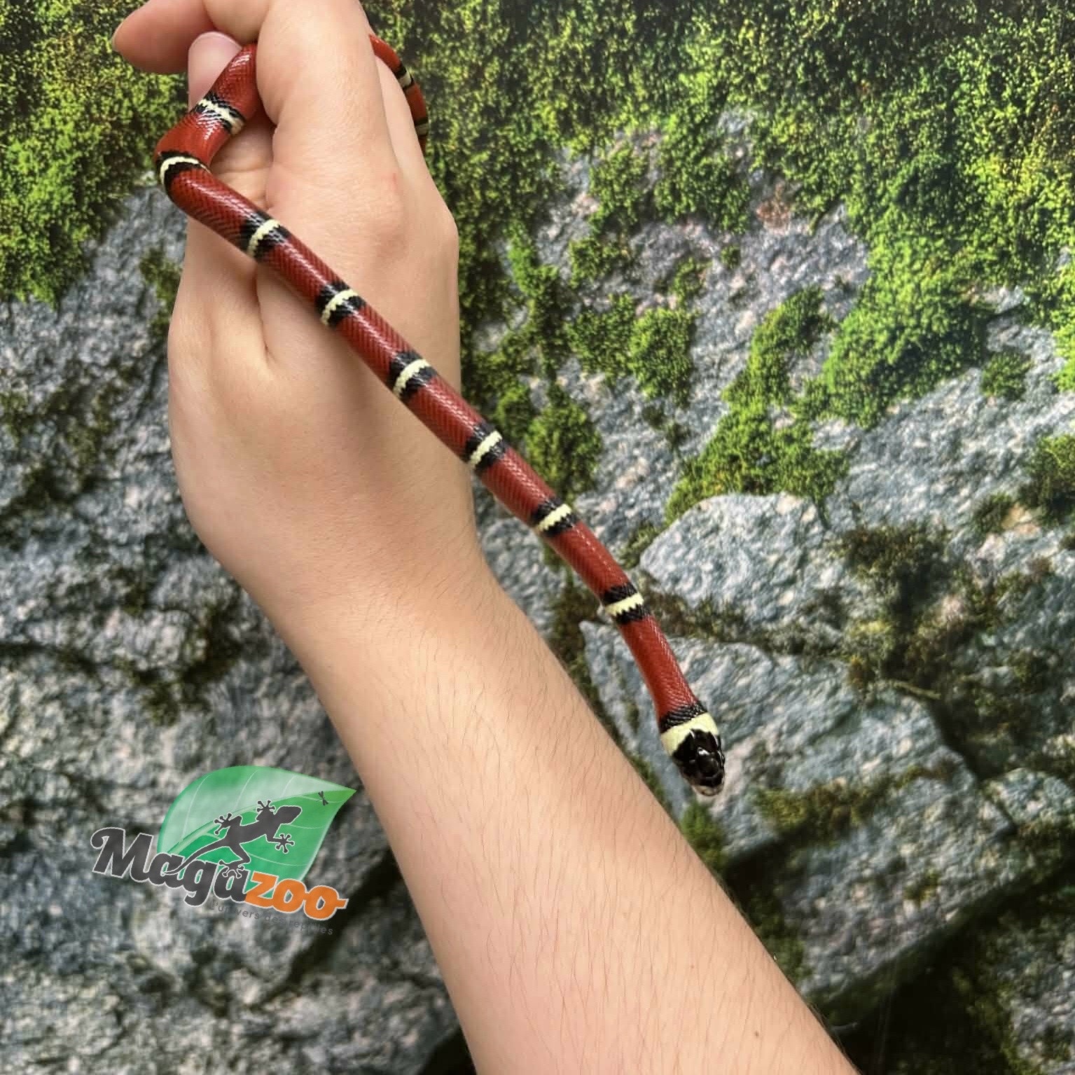 Magazoo Serpent laitier Nelson #2