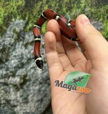 Magazoo Nelson milk snake #3